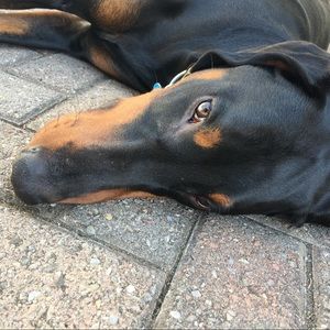 Meet your Posher, Ann